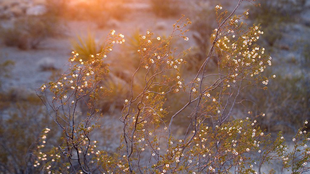 Gathering of the Hearts: Braiding Our Ways of Being