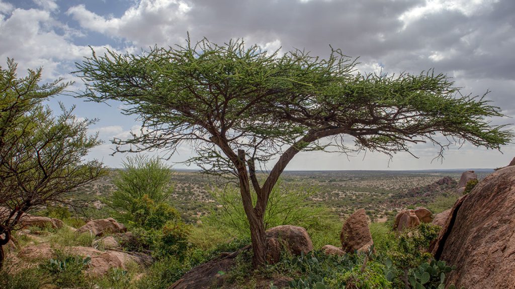 Esfuerzos del Comité Central Menonita en Somalia/Somalilandia: Una breve reseña