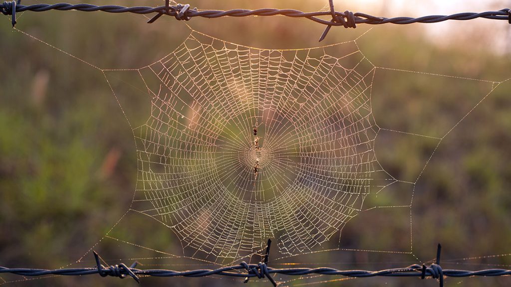 La araña maestra y el hilo de oro