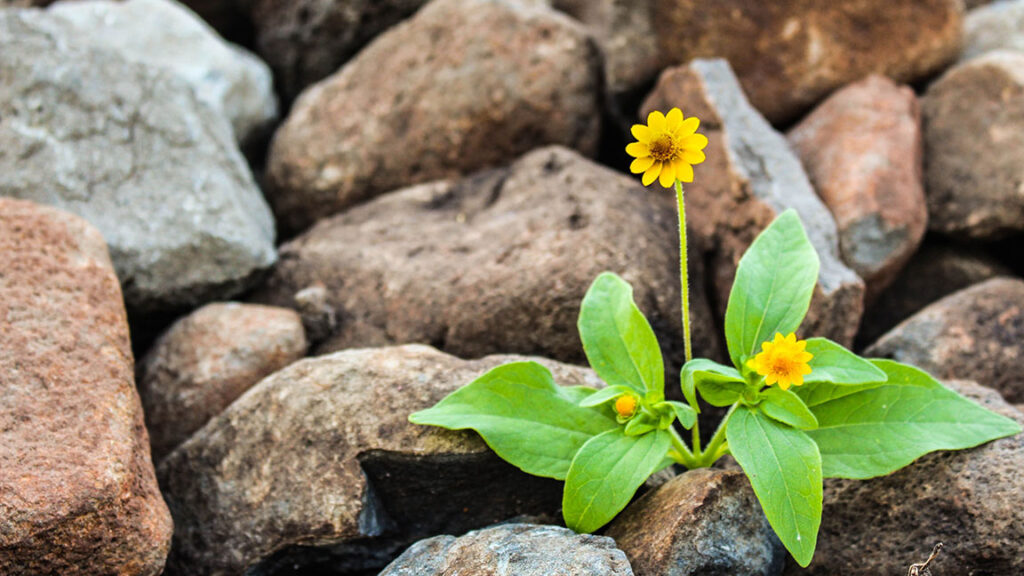 La paz resiliente