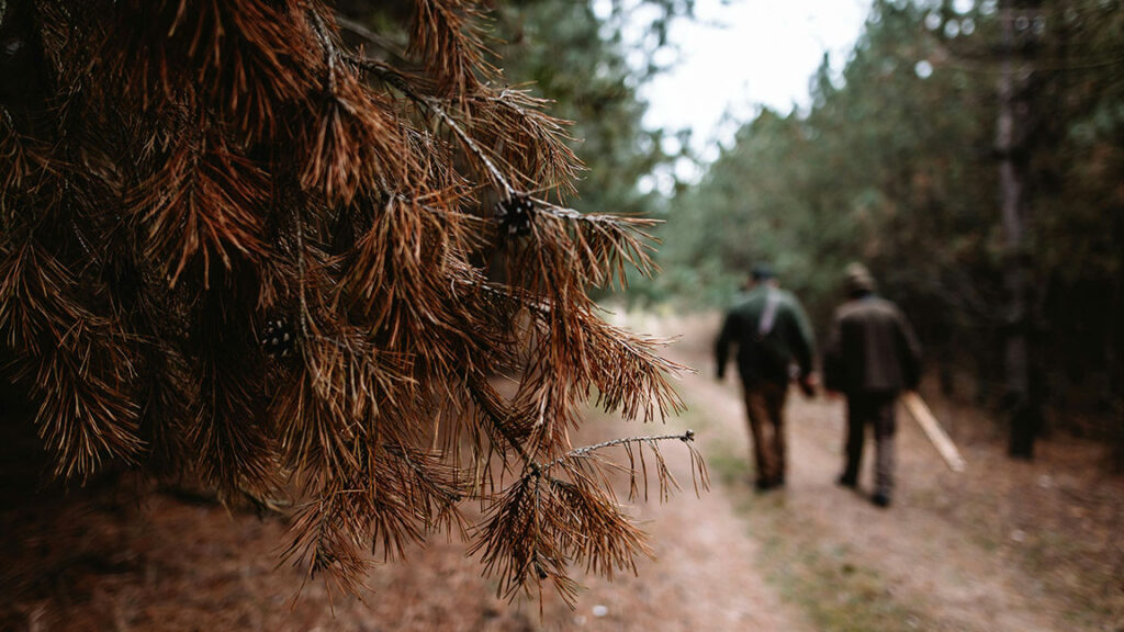 Acompañamiento: Caminar junto a un viaje organizativo