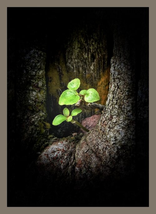 Two seedlings sprout from the burl growing around a cut tree branch set against a black background.